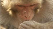 Ganges (2007)