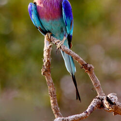 Category:Kingfishers, Bee-eaters and Rollers