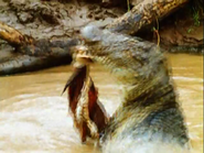 Living with Tigers (2003)