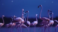Night on Earth (2020)