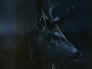 Osprey (1984)