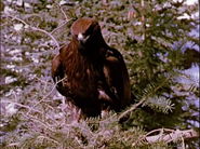 Perri (1957)