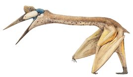 Quetzalcoatlus joschua-knueppe