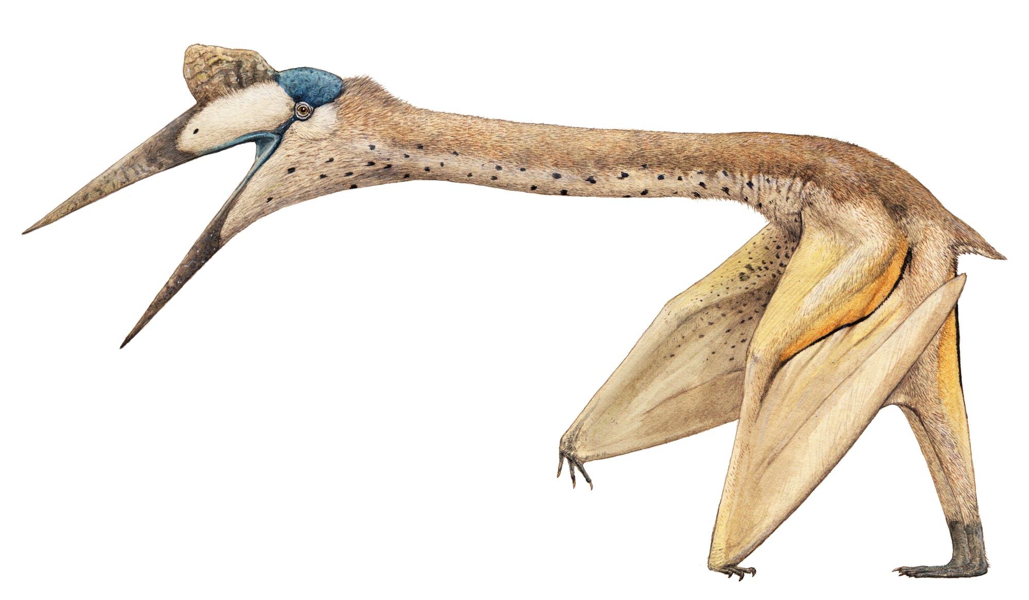Quetzalcoatlus Quetzalcoatlus