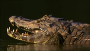 Untamed Americas (2012)