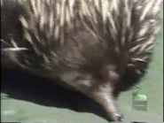 Zooventure (1997–2000)