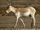 Onager