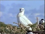 Cuddly Sharks (1996)