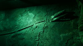 Halisaurus