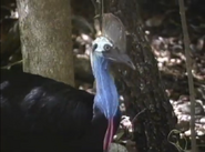 Kratts' Creatures (1996)