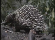 Kratts' Creatures (1996)