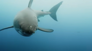 Ocean's Weirdest (2022)