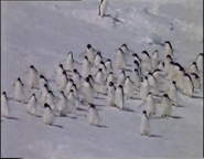 Poles Apart (1979)