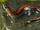 Red-backed Salamander
