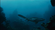 Sea Rex (2010)