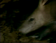 Wildlife on One (1977-2005)