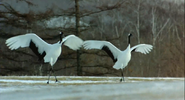 Winged Migration (2001)