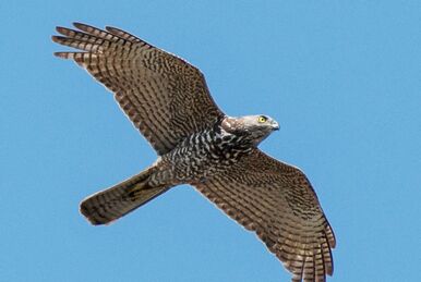 The Wildlife Trusts - Five of our more frequently seen birds of prey! 🦅  🔍Sparrowhawk - fairly small and the one you're most likely to see in your  garden. They have grey