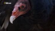 America the Wild (2012)