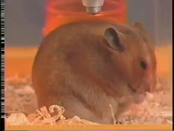 Golden hamster, Rodent Care Wiki