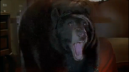 Because of Winn-Dixie (2005)