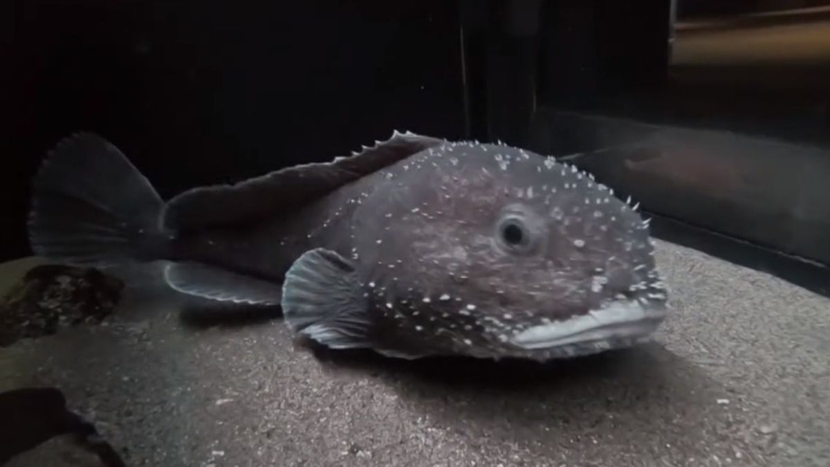 The Blob Sculpin, it lives off the continental shelves in very