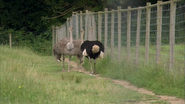 Dr. Dolittle: Tail to the Chief (2008)