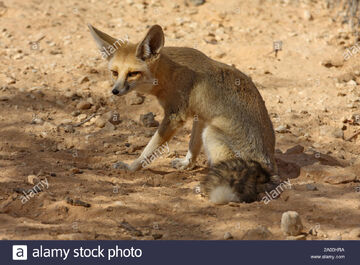 Rüppell&rsquo;s Fox | NatureRules1 Wiki | Fandom