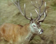 Supersense (1988)
