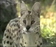 The Search for the World's Most Secret Animals (1989)