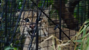 American Ocelot (2022)