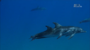 Bahama Blue (2015)