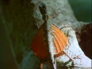 Eyewitness (1994-1997)