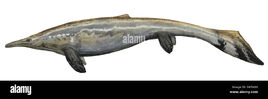 Plotosaurus