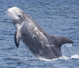 RISSO-DOLPHIN