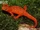 Eastern Newt