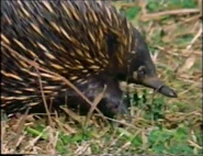 Up A Gum Tree (1979)