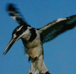 Pied Kingfisher, NatureRules1 Wiki