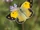 Clouded Yellow