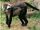 Collared Mangabey