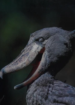 Shoebill | NatureRules1 Wiki | Fandom