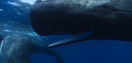 Our Oceans (2024)