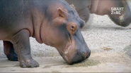 The Big Feed (2020)