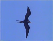 Vampires, Devilbirds and Spirits (1993)