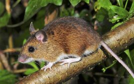 White-footed-mouse-climbing-tree