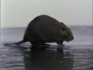Yellowstone in Winter (1984)