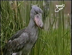 その他 Shoebill ShoeBill bird Jigsaw Puzzle by Savannah Gibbs - Pixels