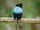Long-tailed Manakin