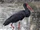 Black Stork