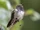 Volcano Hummingbird